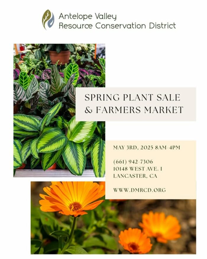 Join us for the Antelope Valley RCD Nursery Spring Plant Sale & Farmers Market — a family-friendly day filled with native plants, local vendors, demos, and FREE raffle prizes!

🗓️ May 3, 2025 | ⏰ 8AM–4PM
📍 10148 West Ave. I, Lancaster, CA
✨ Grow your own pine tree from seed 🌲
🎟️ Raffle prizes + poppy plant giveaway with every purchase!
👧 Bring the kids!
🛍️ Vendors welcome (no booth fees — email derekavrcd@gmail.com)

For more info, visit www.dmrcd.org or call (661) 942-7306.
-----------------------------
Únase a nosotros para la Venta de Plantas de Primavera y Mercado de Agricultores del Vivero RCD Antelope Valley - ¡un día familiar lleno de plantas nativas, vendedores locales, demostraciones y premios de rifa GRATIS!

🗓️ 3 de mayo 2025 | ⏰ 8AM-4PM
📍 10148 West Ave. I, Lancaster, CA
✨ Cultiva tu propio pino desde la semilla 🌲
🎟️ ¡Rifa de premios + regalo de plantas de amapola con cada compra!
👧 ¡Trae a los niños!
🛍️ Los vendedores son bienvenidos (no hay honorarios stand - correo electrónico derekavrcd@gmail.com)